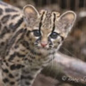 elinawachtmeister avatar