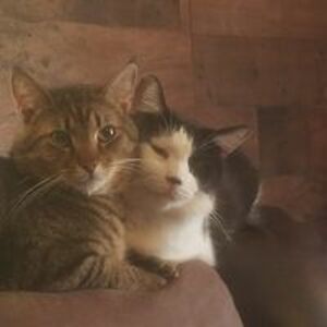 tobytobeetoby avatar