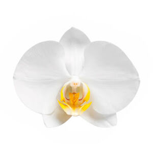 theorchidaily avatar