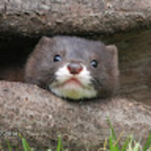 sorrowstaylor avatar