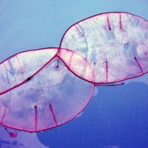 InsleepweareFree ToBe