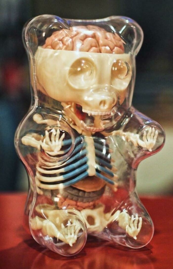 Transparent gummy bear toy showing creepy skeleton and brain inside, part of hilariously creepy toys collection.