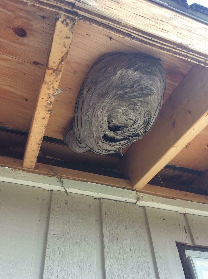 Roof Renovation Is Fun...