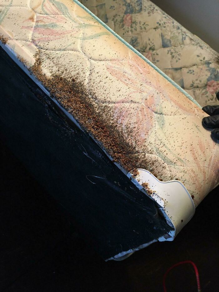 Bed Bugs Everywhere In The Apartment