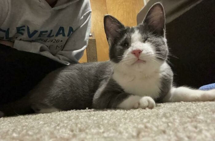 Acabo de adoptar a esta gatita ciega de 5 meses (que se mueve como si pudiera ver)