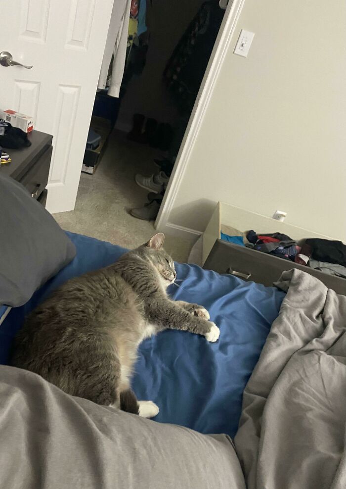 Recientemente adopté una gatita mayor. Ella tiene 10 años de edad con la mayoría de sus dientes arrancados. Estuvo en el refugio durante 3 meses y puedo asegurar que le gusta su nuevo hogar. Den la bienvenida a Beans