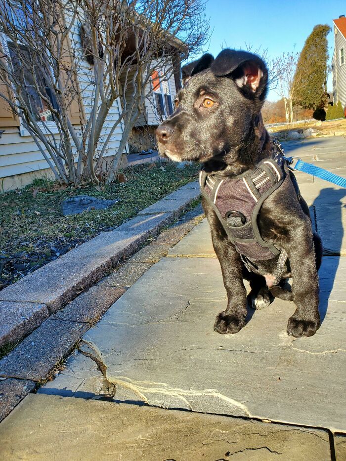 Adopted This Sweet Pea Today, Meet Dutch