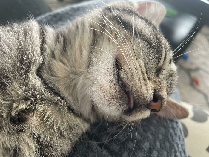 ¡Nuestra gatita adoptada está tan feliz de tener un hogar! ¡Está durmiendo más que nunca!