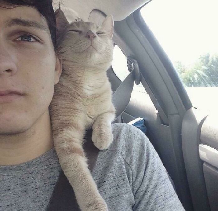 A mi gato Trunks le encantan los paseos en coche desde que volvió a casa tras la adopción