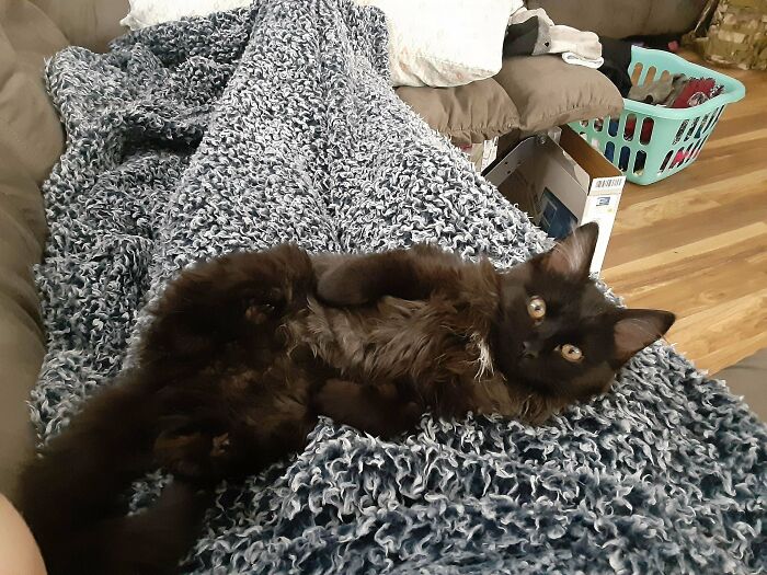 Recently Adopted This Little Floof From A Horse Barn As An 8 Week Old Kitten. I Absolutely Love Her. Meet Porky