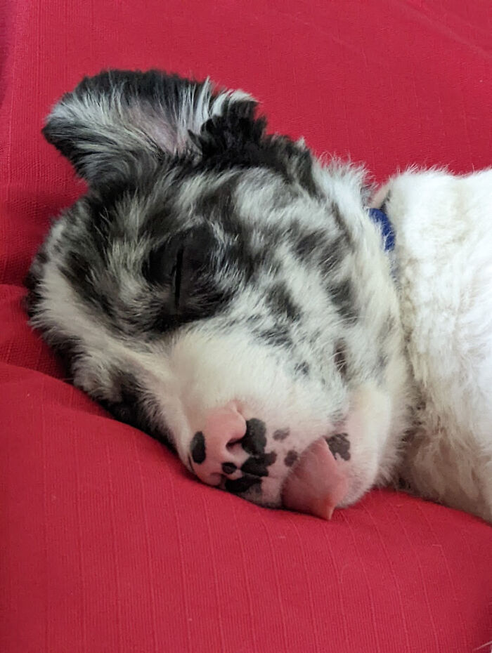 Resulta que el cachorro era en realidad una cabrita, 11/10 a que la adoptaría de nuevo