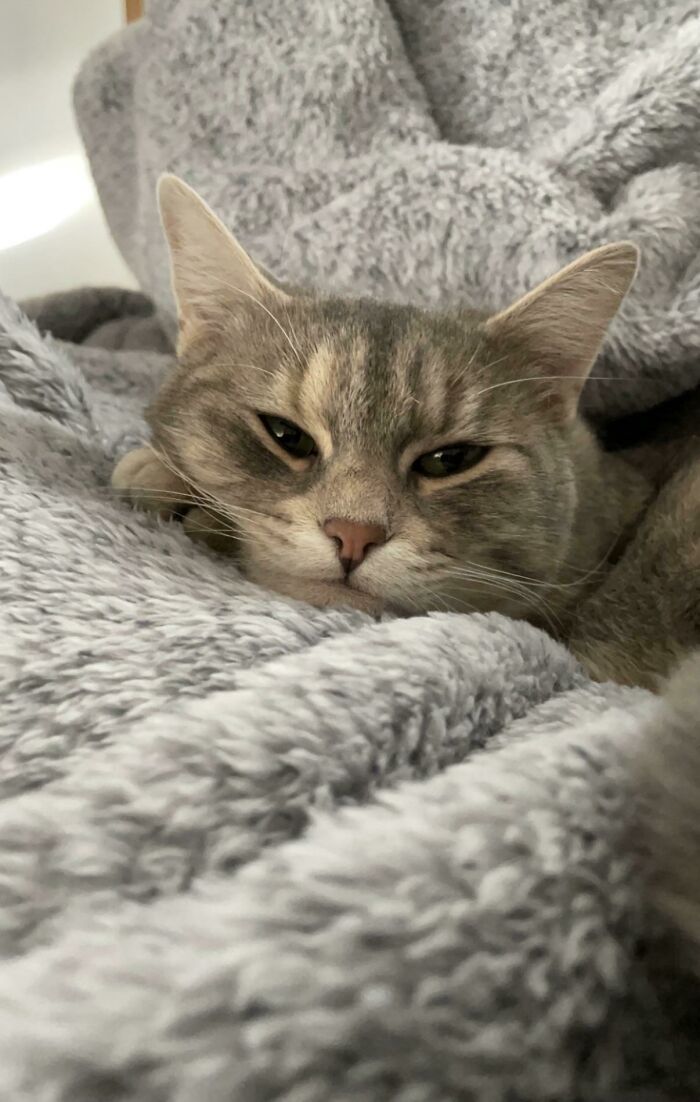 Adoptamos a Poppy, creo que es feliz