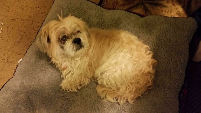 Alguien entregó este perro de 15 años al refugio para poder viajar. Ahora está a salvo conmigo. Este es Bert