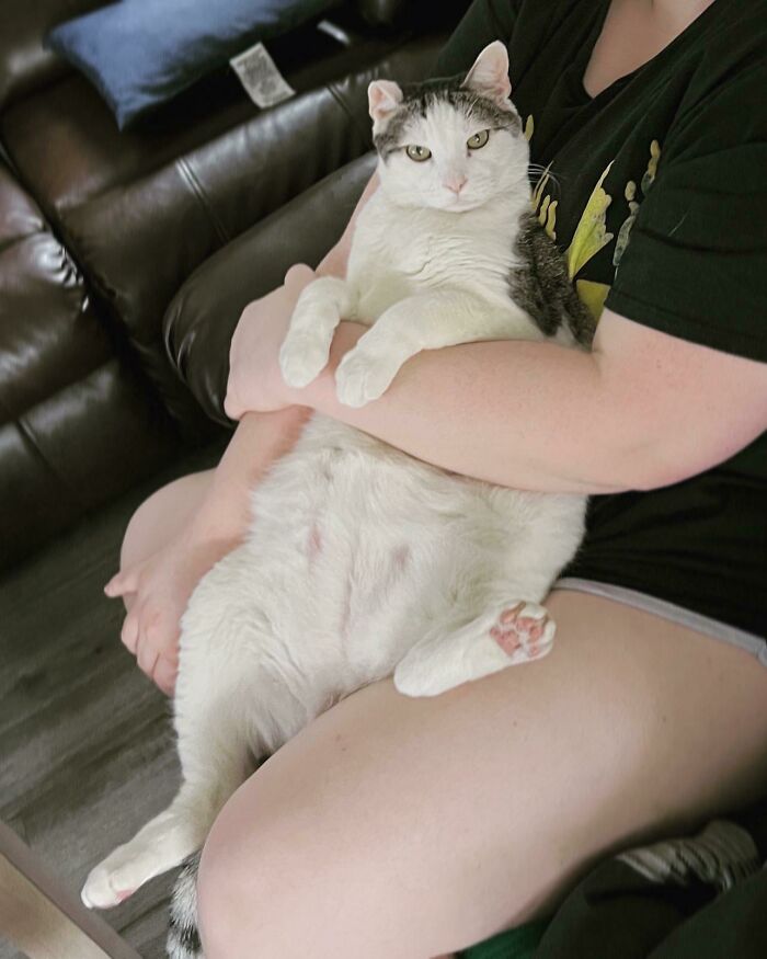 Este es Zachary. El gato que estaba atrapado en el refugio, que nadie quería porque "es gordo, demasiado viejo y tiene un maullido raro". Es perfecto