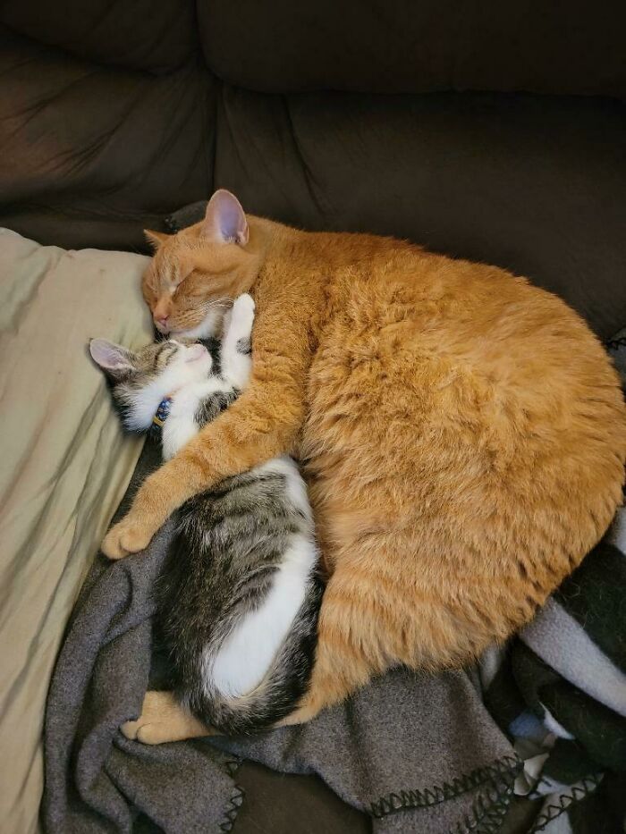 Mi gato de 3 años con el nuevo gatito que he traído a casa