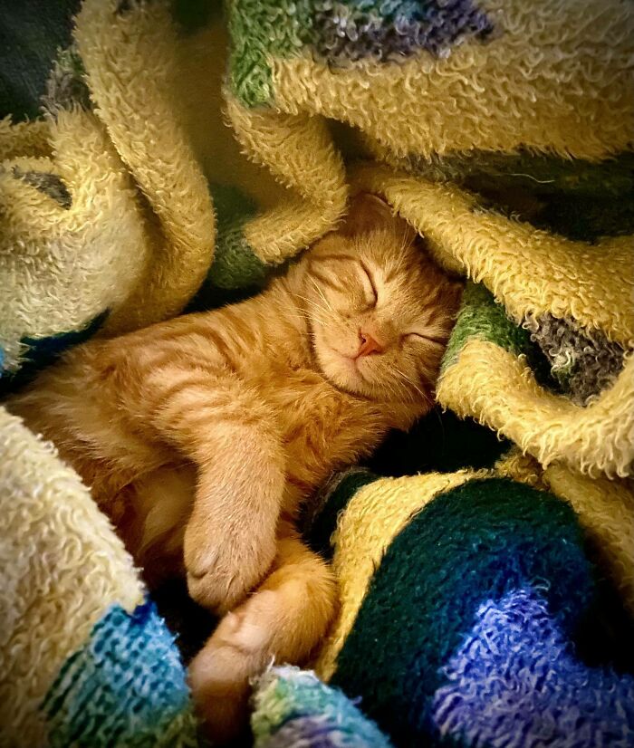 Vivimos de alquiler en lugares que no permitían mascotas durante años, pero después de mucha perseverancia finalmente compramos una casa propia. ¡Os presento a Jonesy!