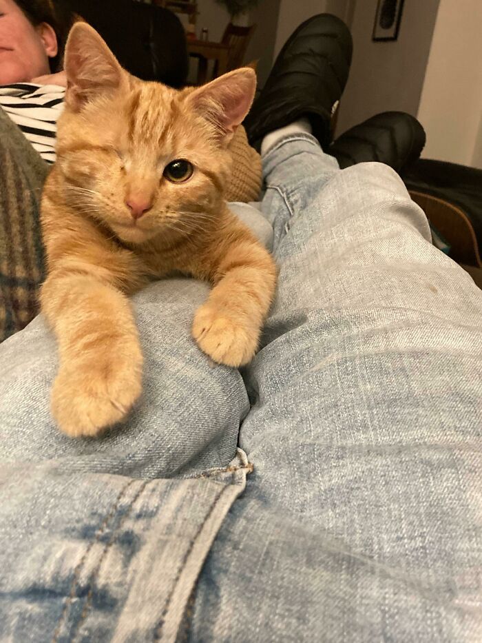 Adoptamos a Willy hoy