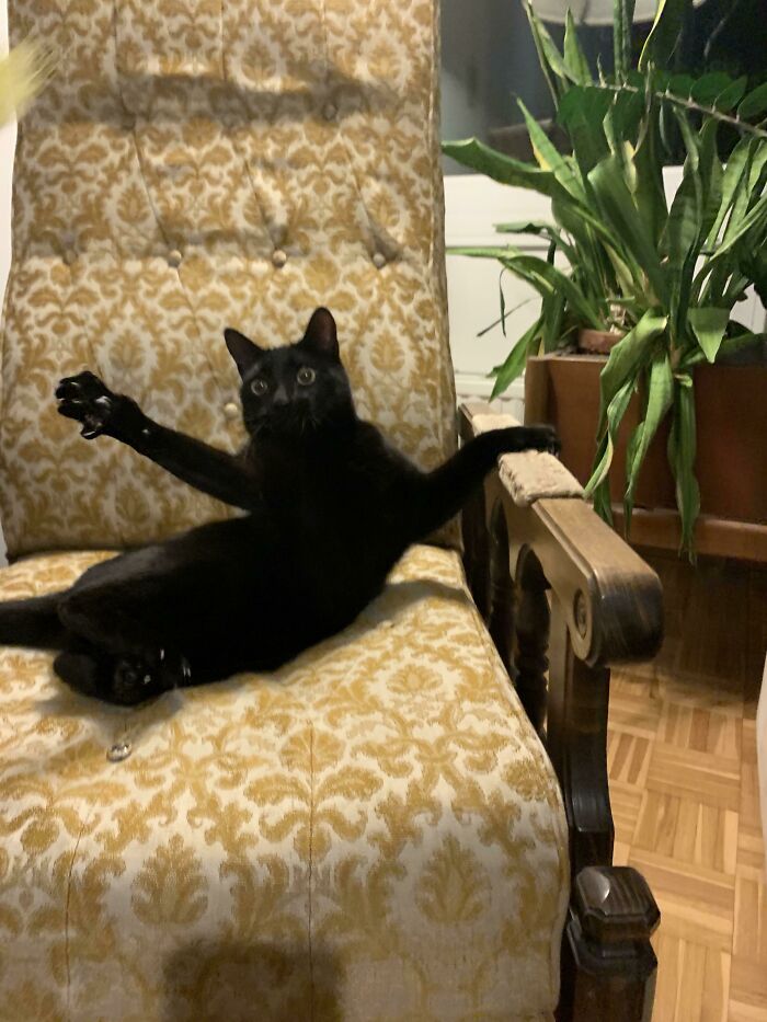 Adopté el gato de mi cuñado, porque su bebé es alérgico a él. No parece que vaya a recuperar mi sillón pronto