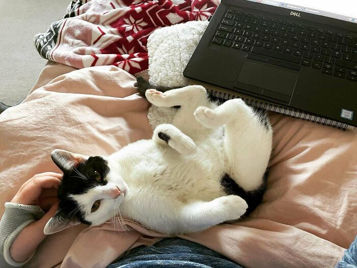 Mi productividad ha disminuido drásticamente desde que adopté a Willow