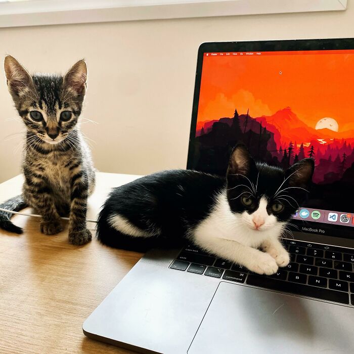 I Adopted Simba And Nala 10 Days Ago. Now I Don’t Have To Work And Live By Myself Anymore!