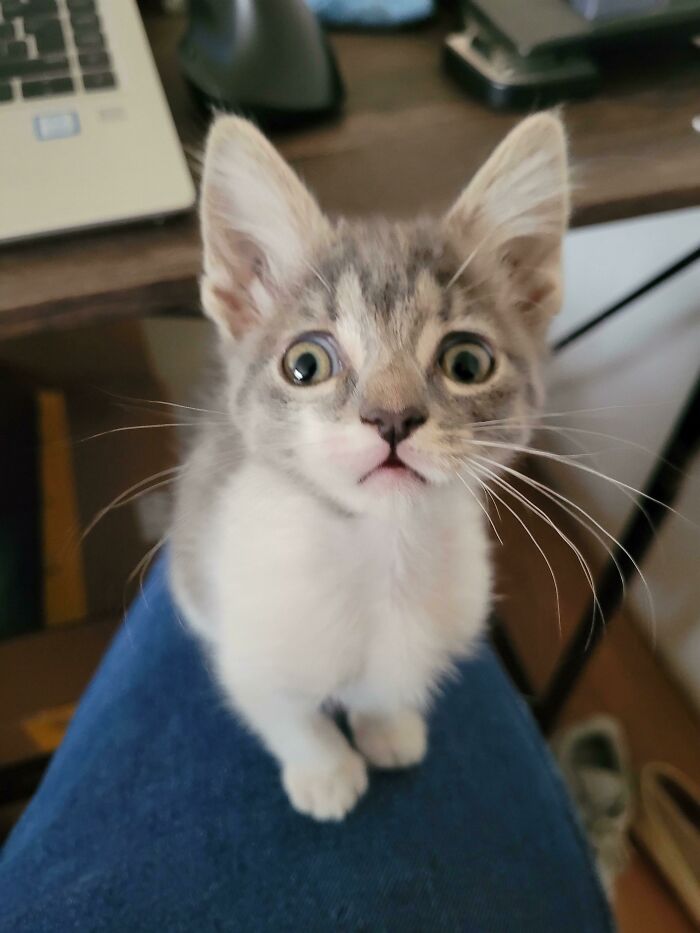 Un gatito se da cuenta de que ha sido adoptado y condenado a cadena perpetua de mimos y premios