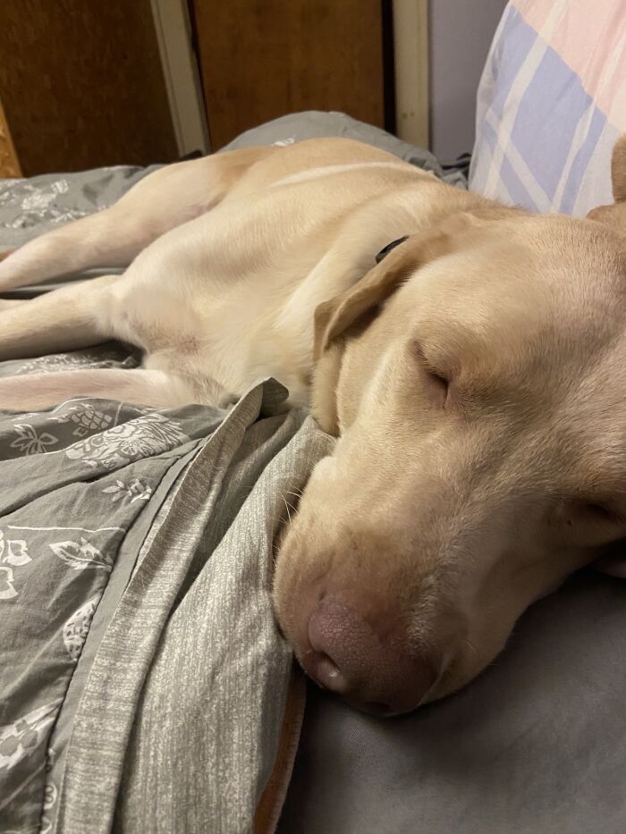 Adopté a Blue hace 2 semanas. Tiene 13 meses y 38 kilos de amor. Él sabe que encontró su hogar definitivo y se puede ver por lo cómodo que se ha puesto. La mejor decisión de la historia