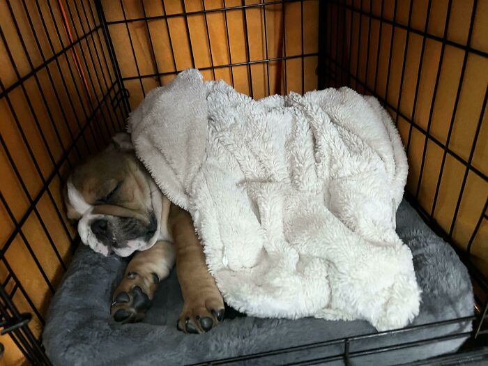 Our Newly Adopted Boy, Potato