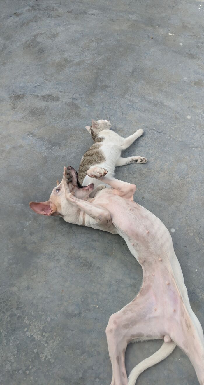 My Adopted Dog Is A Huge Goofball