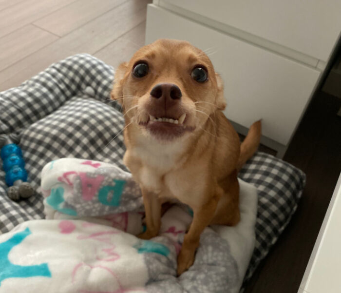 Yo también adopté a un pastelito ¡esta es Lulú!