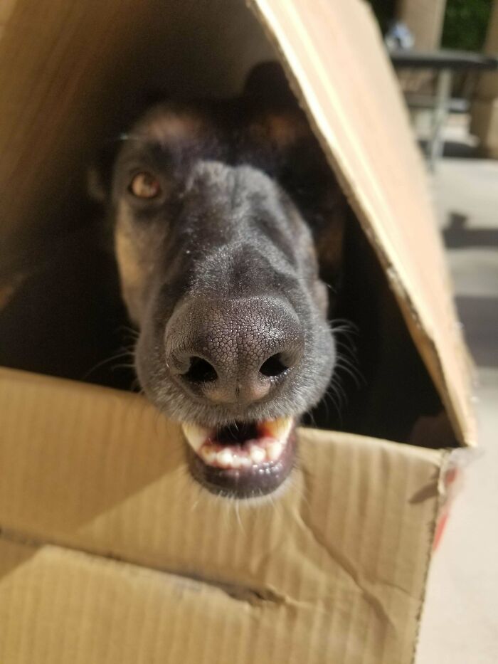 No sabía que había adoptado a un gato