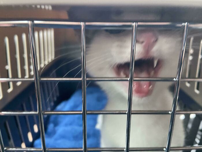 Just Adopted This Little Yeller. Everyone Meet Maddie