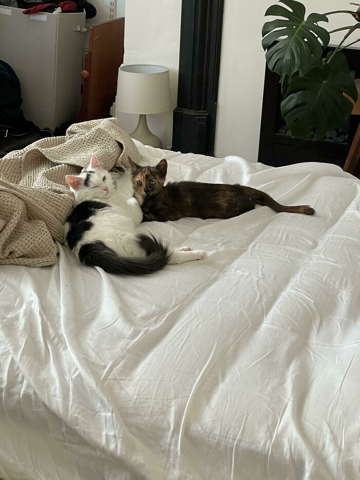 Los amigos recién adoptados se aman: Tigs y Tonks