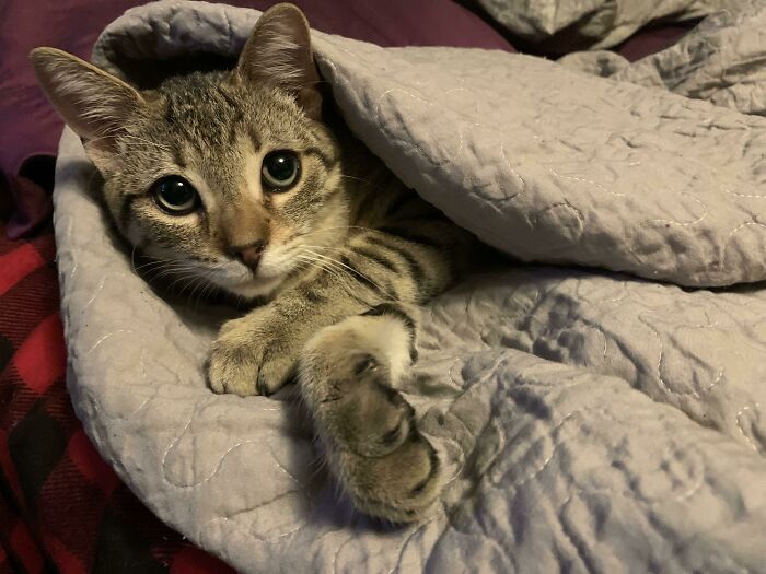 Ayer le dimos la bienvenida a nuestro hogar a este dulce amigo. Ha pasado todos sus 5 meses de vida en un refugio, así que esto de tener un hogar es nuevo para él, pero lo va entendiendo