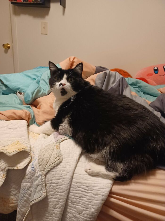 This Chunky Lady Was At The Shelter Almost A Year And Returned Once. Yesterday She Finally Found A Forever Home With Us!