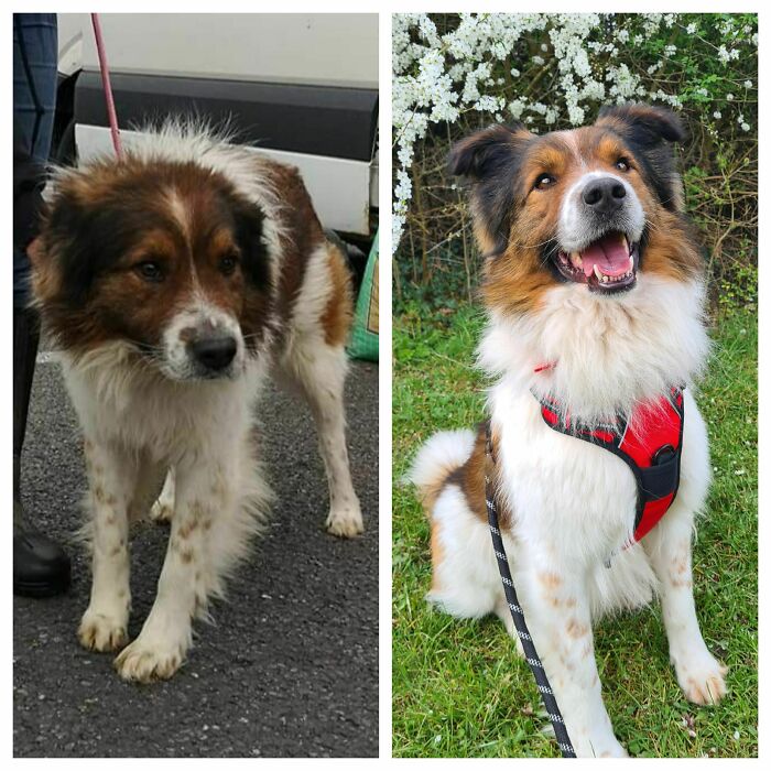 Nuestro dulce niño antes y después de ser adoptado