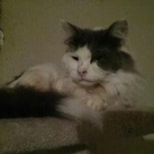 sangogirl1717 avatar