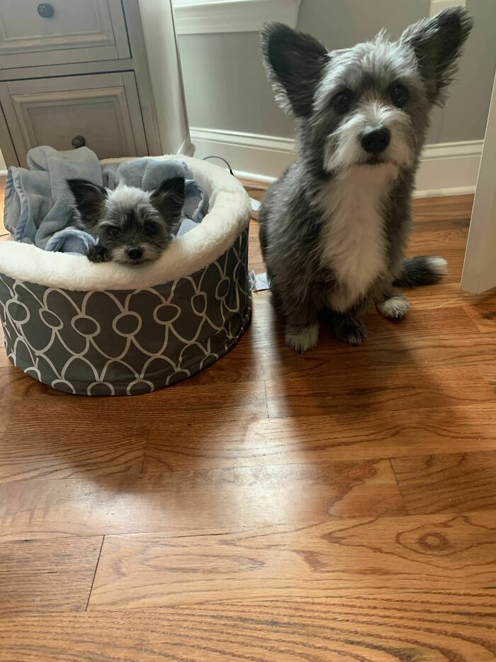 Mi adopción senior es una versión mini de mi otro perro