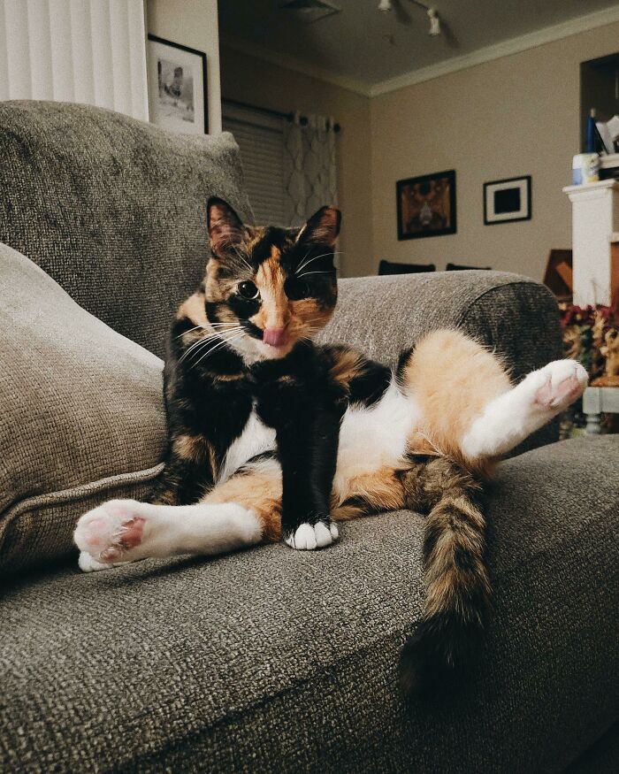 Meet Coco, The Recently Adopted Tortie+calico Mix. She's A Sweet Girl Who Is Shy But Loves Attention And Belly Rubs On Her Own Terms