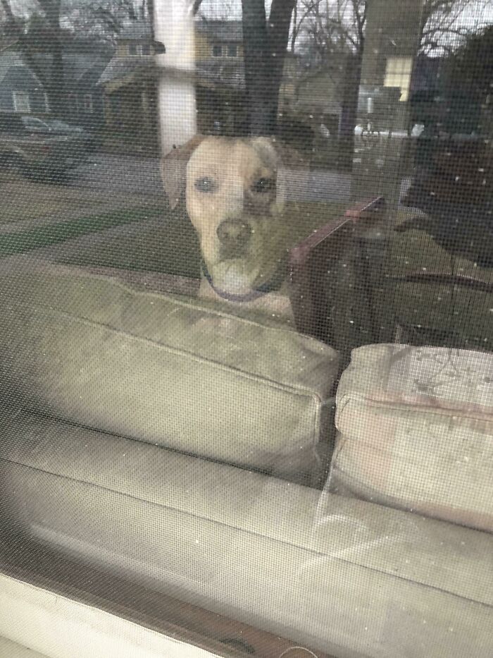 My Dog Has Locked Me Out Of The House. It Is Raining…