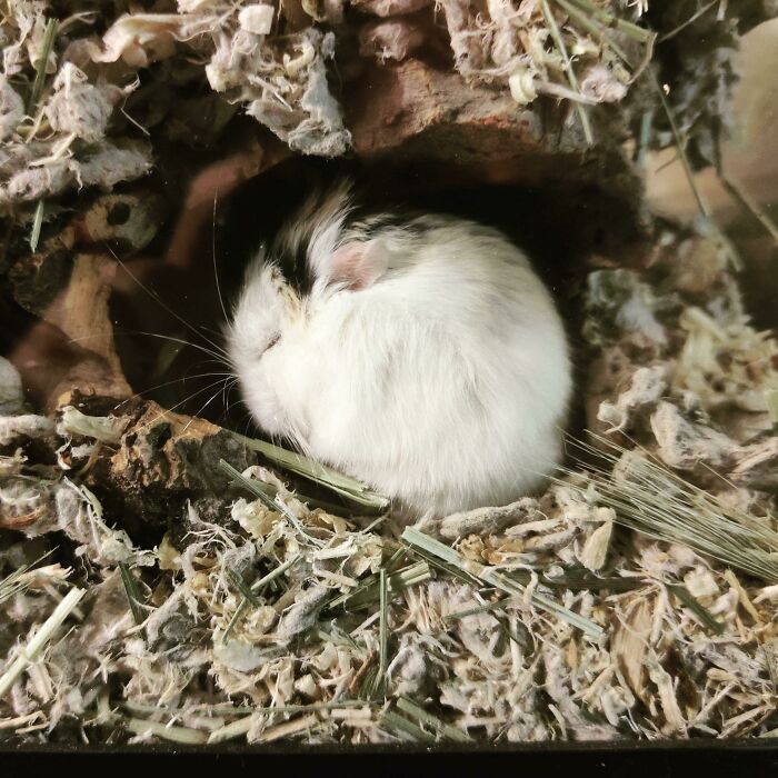 Guys I Think I Accidentally Adopted A Golf Ball