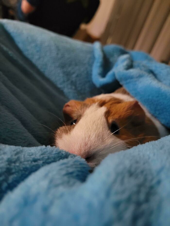 Newly Adopted Geralt's First Night At His New Home! 