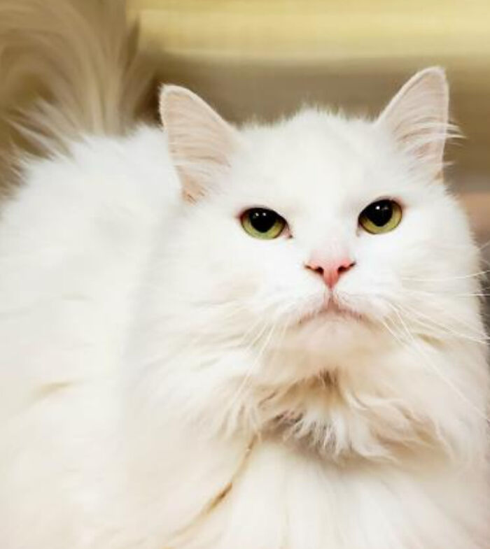 Acabo de adoptar a esta niña de 14 años. Voy a mimarla hasta la muerte. Ella es súper dulce. Su nombre es Madison