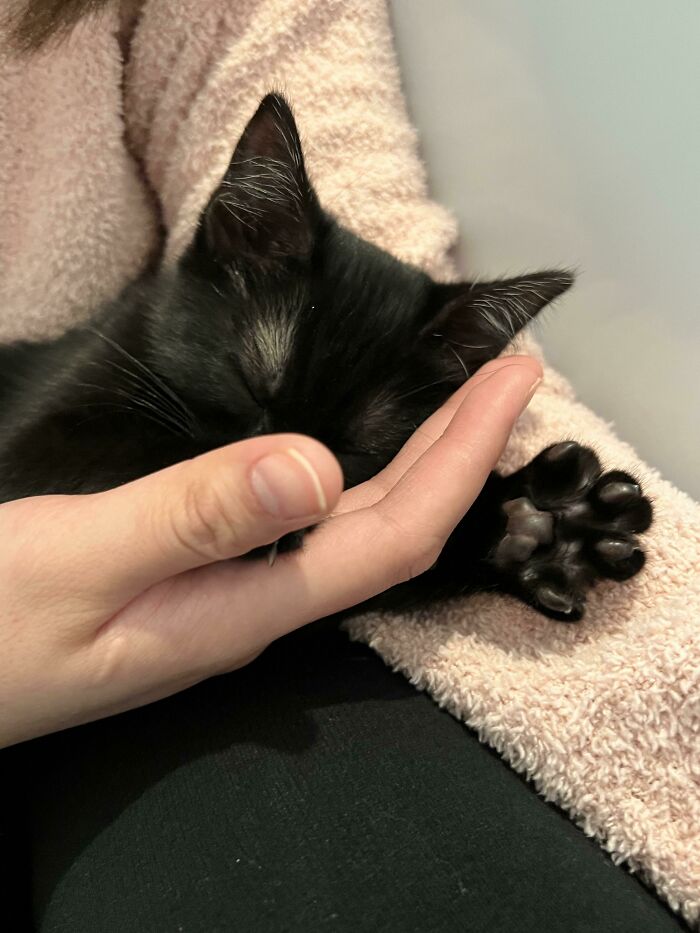 ¡Nuestra recién adoptada niña ya se deja ver!