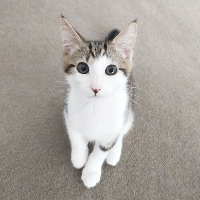 Ayer adopté mi primer gato. Conoced a Kotora