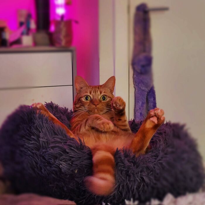 Más de Ron el gato rescatado, a petición popular