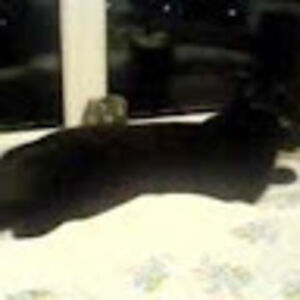 grazinareikaite avatar