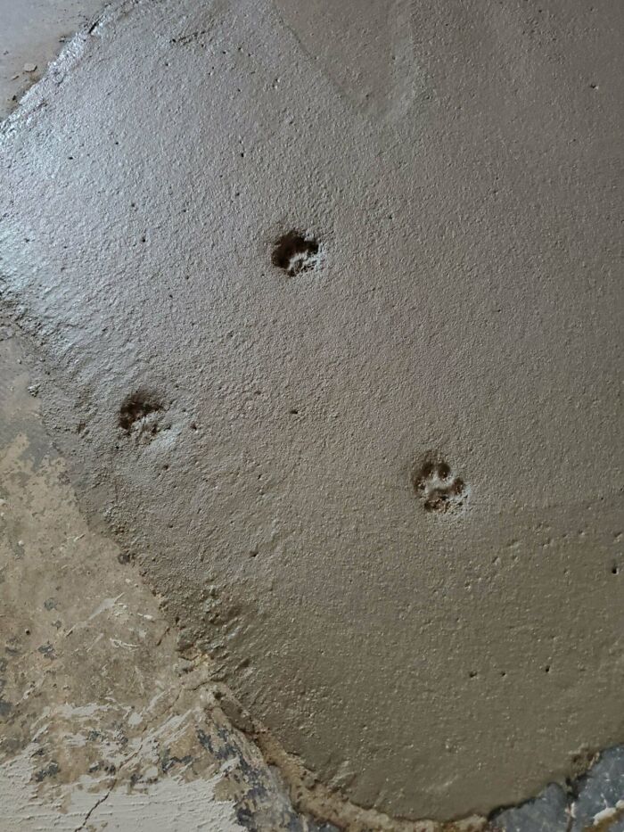 Had Foundation Work Done...cat Left A Lasting Impression