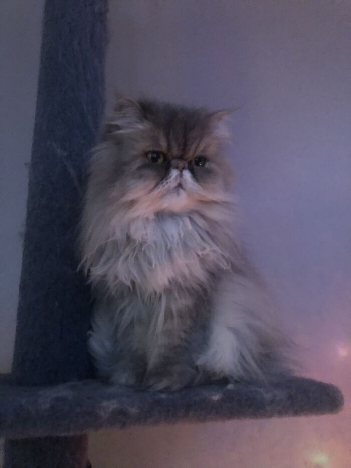 Bella, Surveying Her Kingdom.