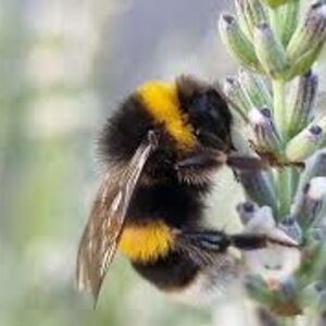 hcps-hatcherrr avatar