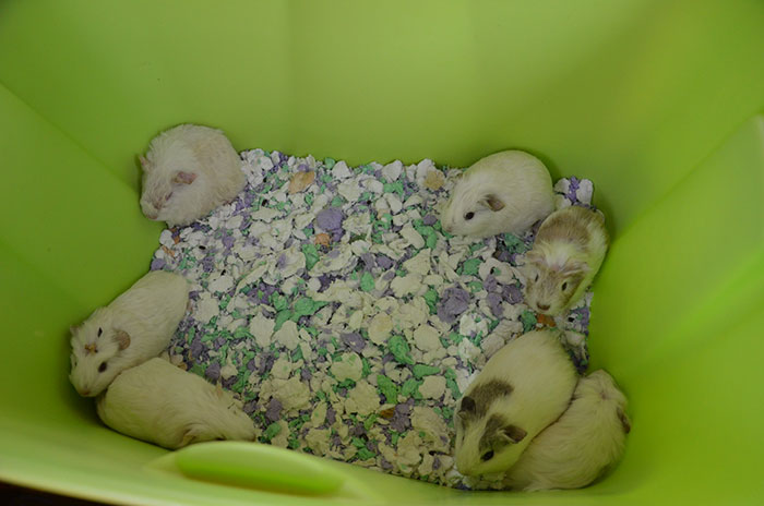 Seven guinea pigs resting on multicolored bedding inside a green enclosure for real conspiracies discussion.